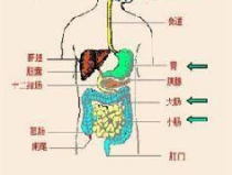 消化系统的组成包括哪些,消化系统组成概览